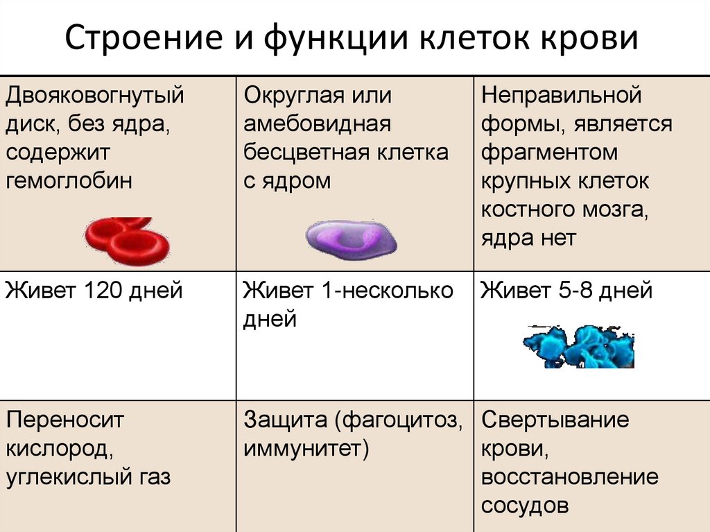 Строение и функции клеток крови