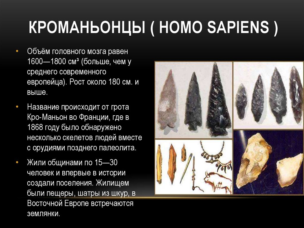 Кроманьонцы ( homo sapiens )