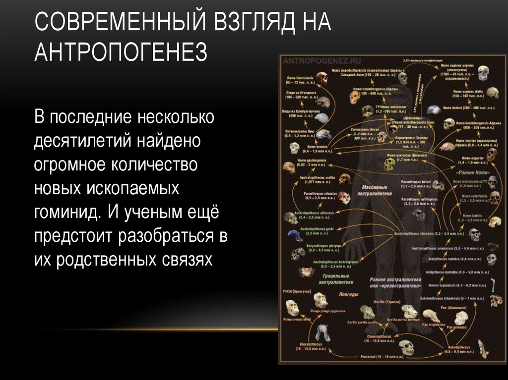 Современный взгляд на антропогенез