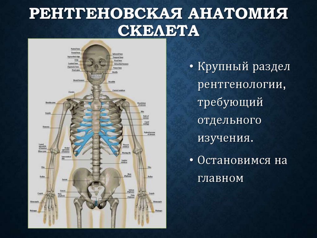 Рентгеновская анатомия скелета