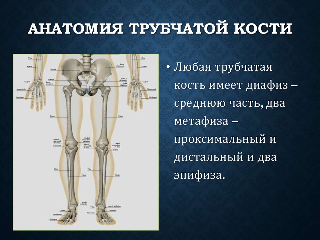 Анатомия трубчатой кости