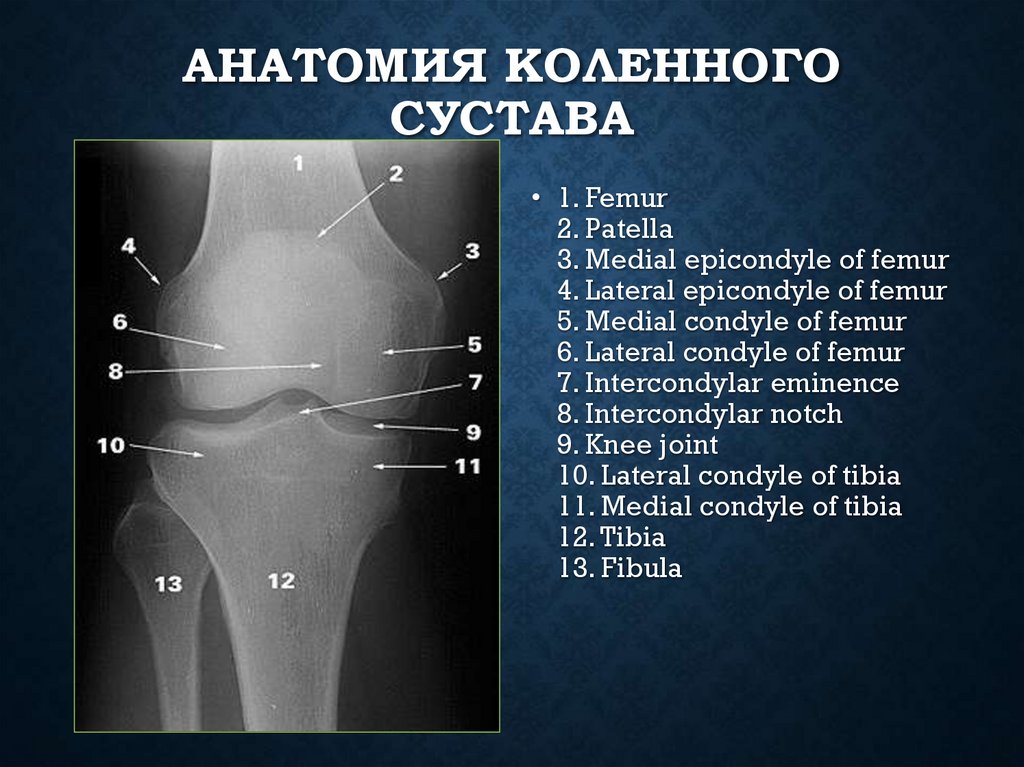 Анатомия коленного сустава