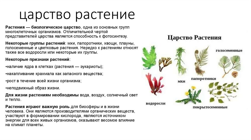 царство растение