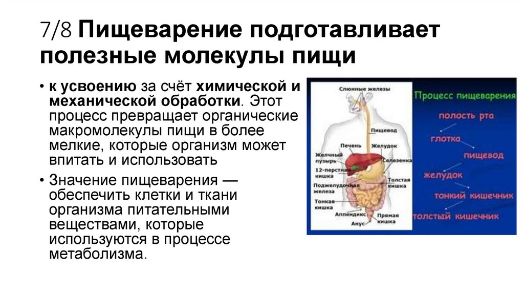 7/8 Пищеварение подготавливает полезные молекулы пищи
