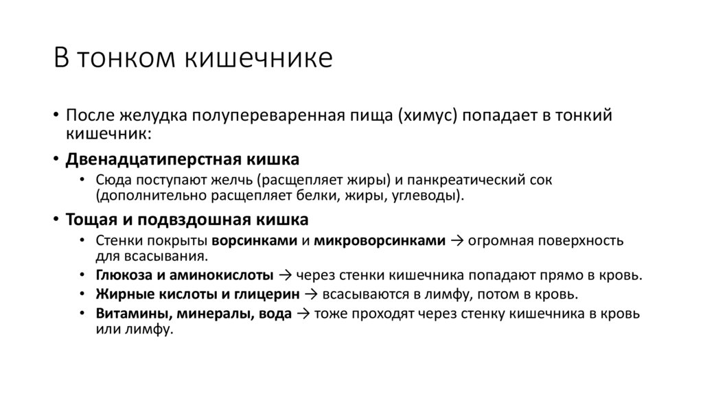 В тонком кишечнике