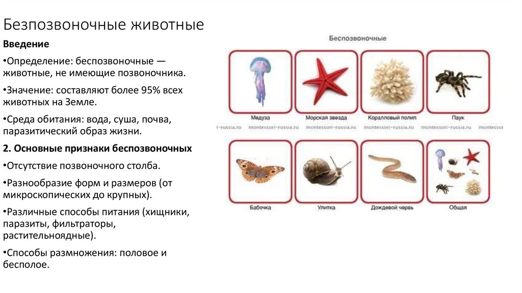 Безпозвоночные животные