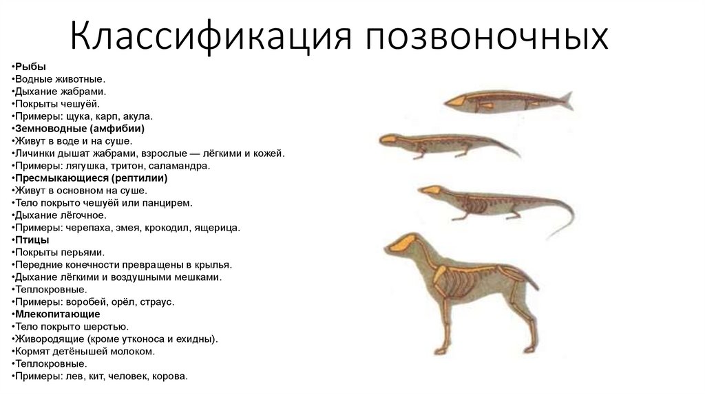 Классификация позвоночных