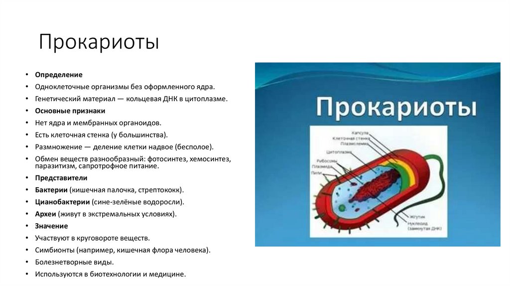 Прокариоты