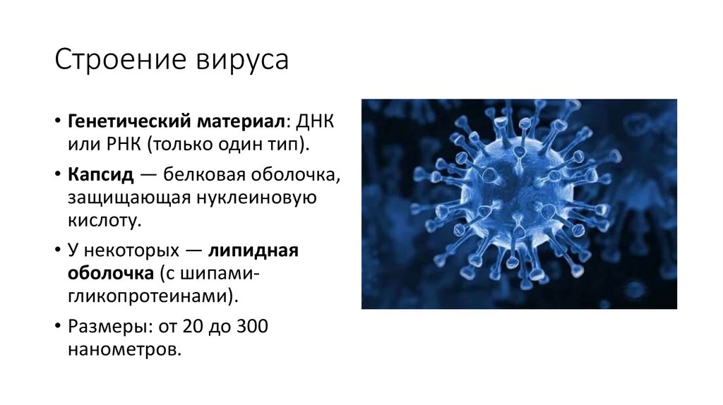 Строение вируса