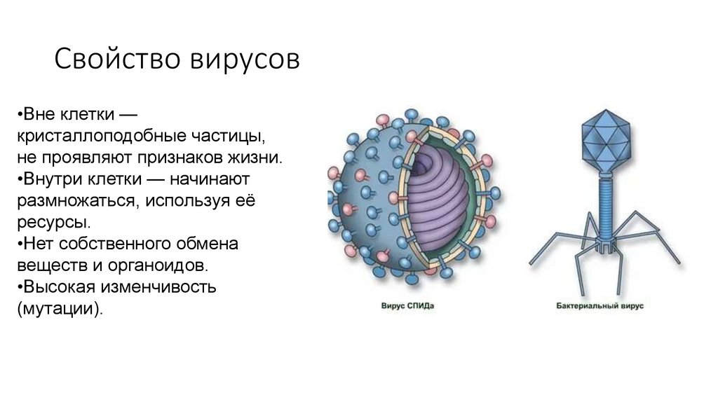 Свойство вирусов