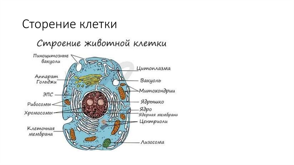 Сторение клетки