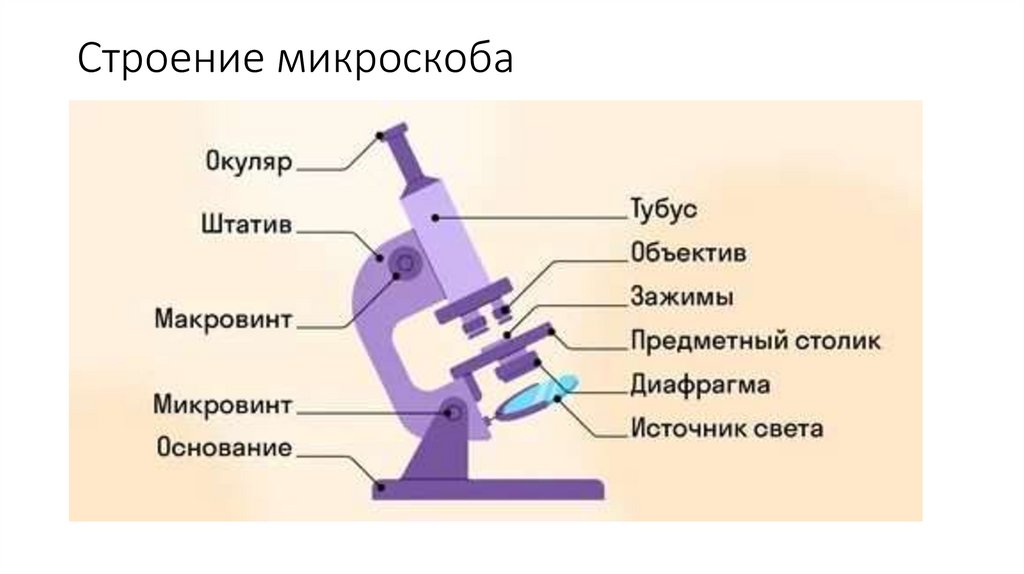 Строение микроскоба