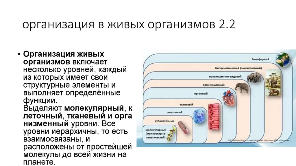 организация в живых организмов 2.2