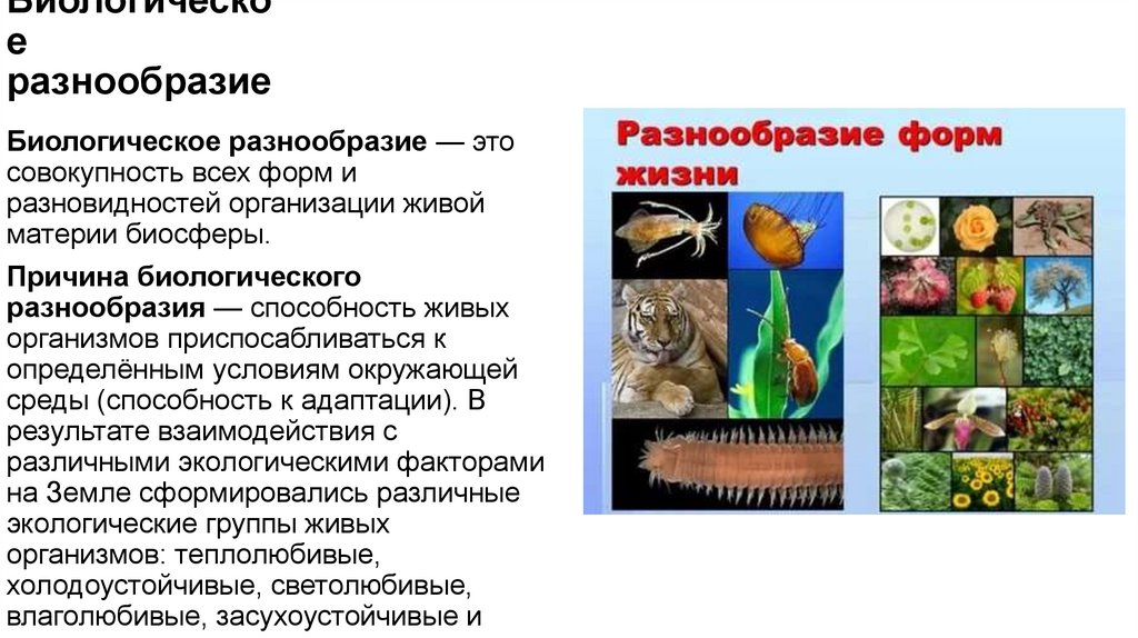 Биологическое разнообразие