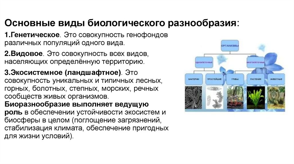 Основные виды биологического разнообразия: