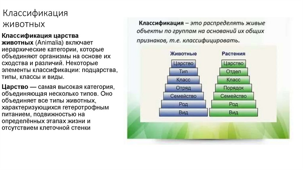 Классификация животных