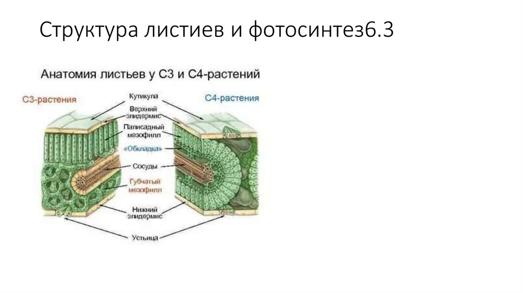 Структура листиев и фотосинтез6.3