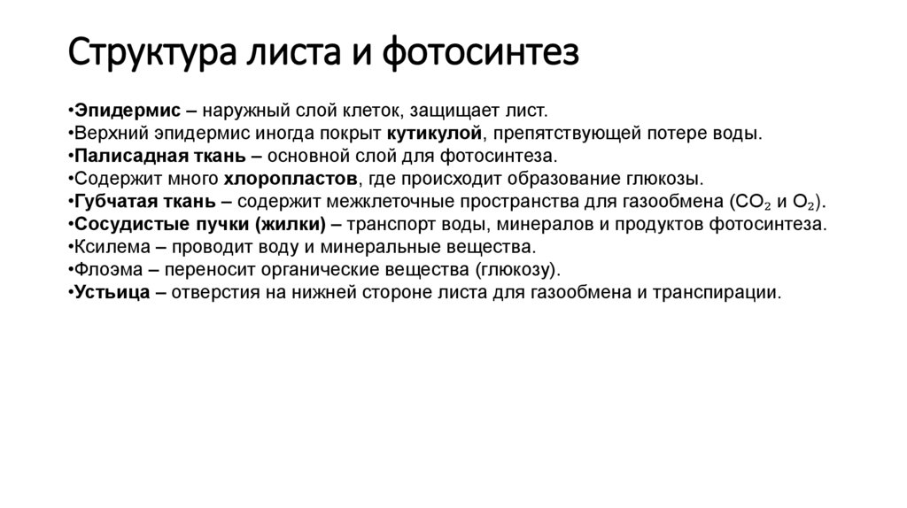 Структура листа и фотосинтез