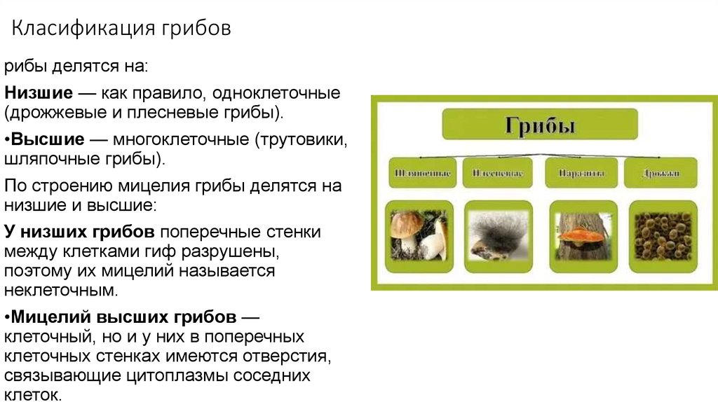Класификация грибов