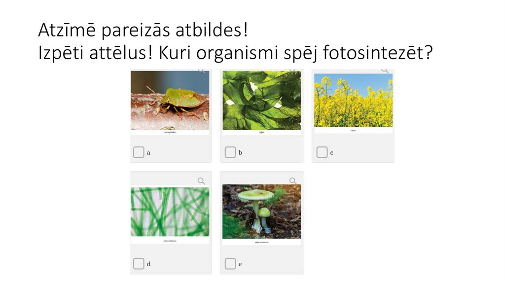 Atzīmē pareizās atbildes! Izpēti attēlus! Kuri organismi spēj fotosintezēt?