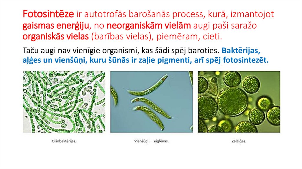 Fotosintēze ir autotrofās barošanās process, kurā, izmantojot gaismas enerģiju, no neorganiskām vielām augi paši saražo