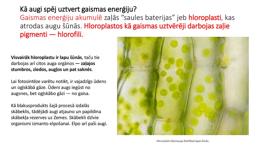 Kā augi spēj uztvert gaismas enerģiju? Gaismas enerģiju akumulē zaļās “saules baterijas” jeb hloroplasti, kas atrodas augu