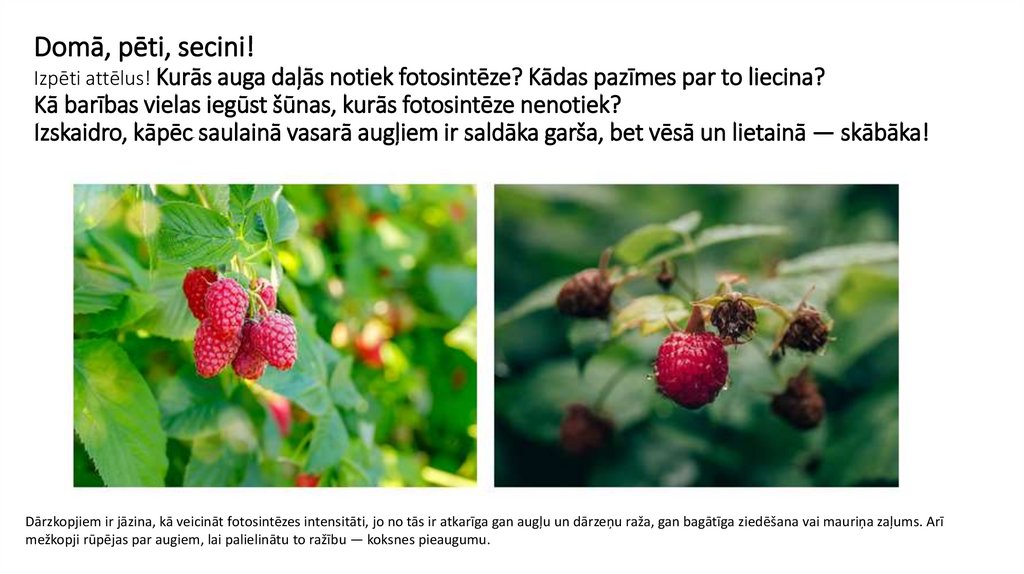Domā, pēti, secini! Izpēti attēlus! Kurās auga daļās notiek fotosintēze? Kādas pazīmes par to liecina? Kā barības vielas iegūst
