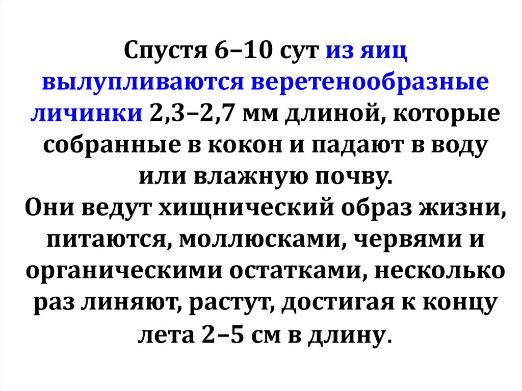 Спустя 6–10 сут из яиц вылупливаются веретенообразные личинки 2,3–2,7 мм длиной, которые собранные в кокон и падают в воду или