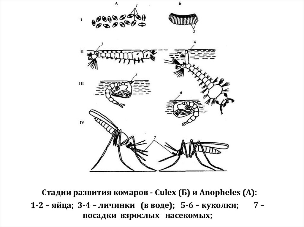 Стадии развития комаров - Сulех (Б) и Anopheles (А): 1-2 – яйца; 3-4 – личинки (в воде); 5-6 – куколки; 7 – посадки взрослых