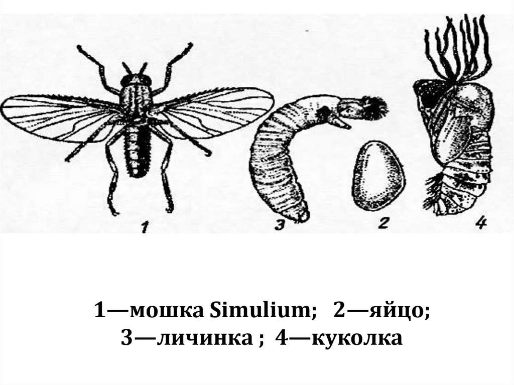1—мошка Simulium; 2—яйцо; 3—личинка ; 4—куколка