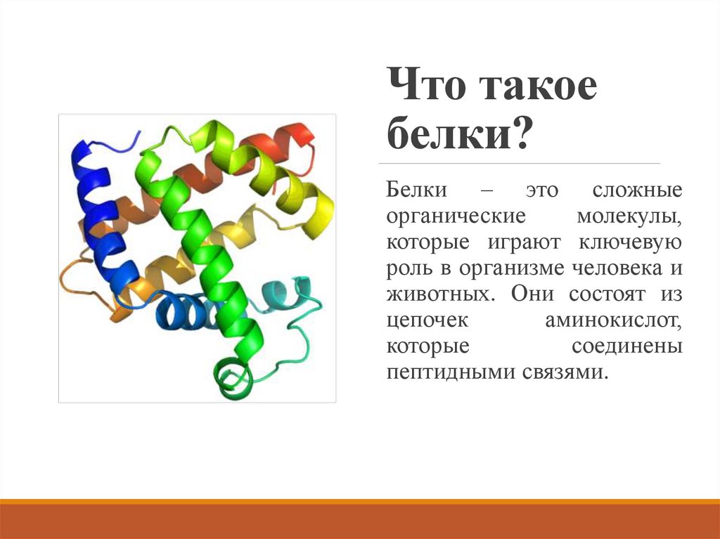 Что такое белки?
