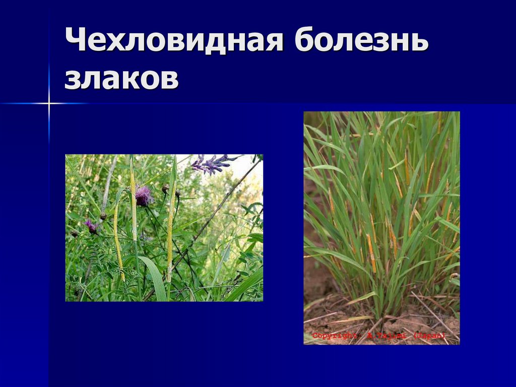 Чехловидная болезнь злаков