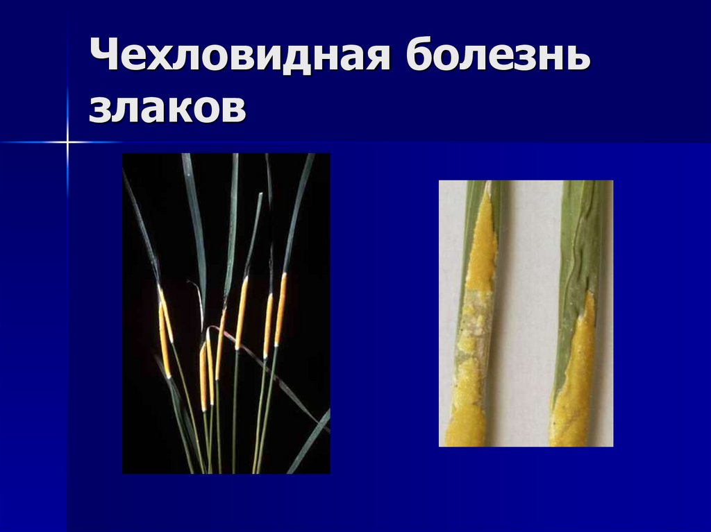 Чехловидная болезнь злаков