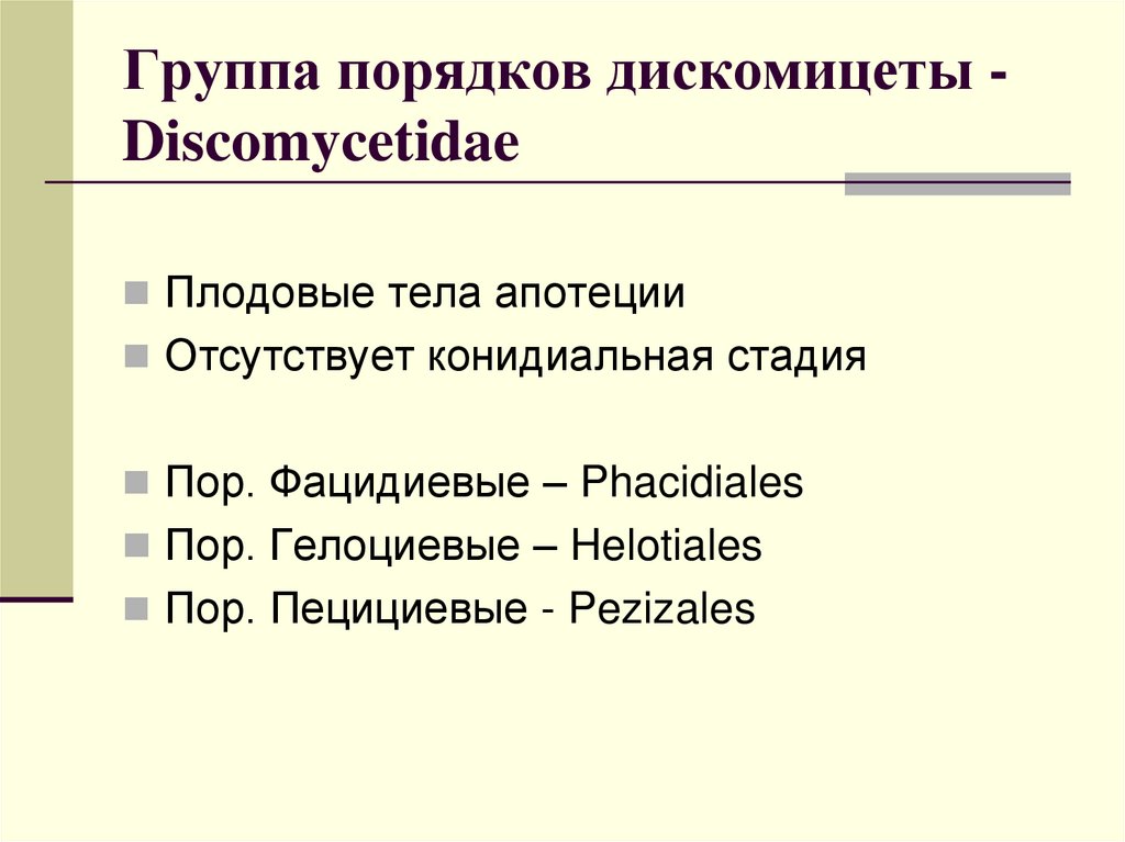 Группа порядков дискомицеты - Discomycetidae