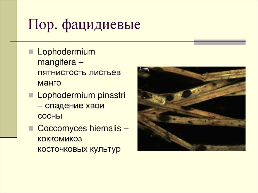 Пор. фацидиевые