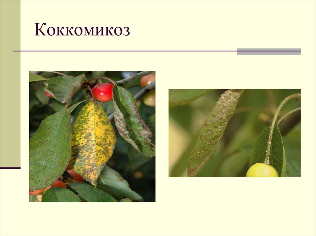 Коккомикоз