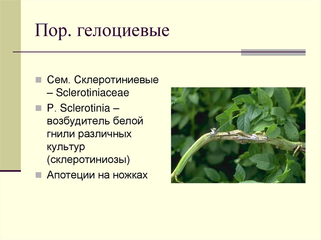 Пор. гелоциевые