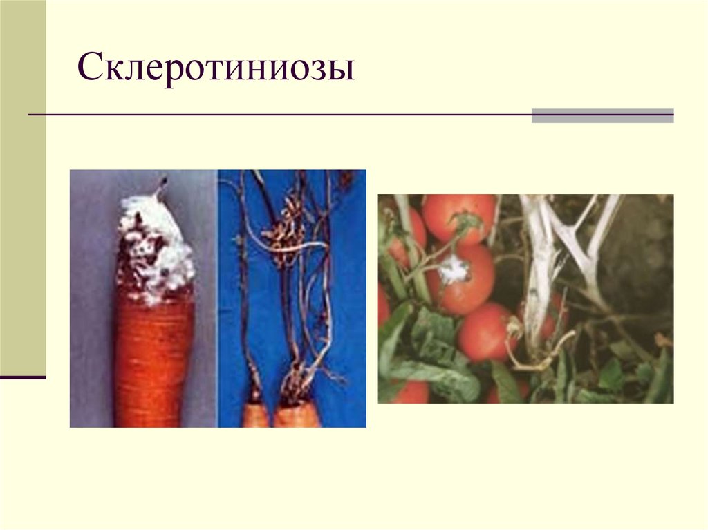 Склеротиниозы