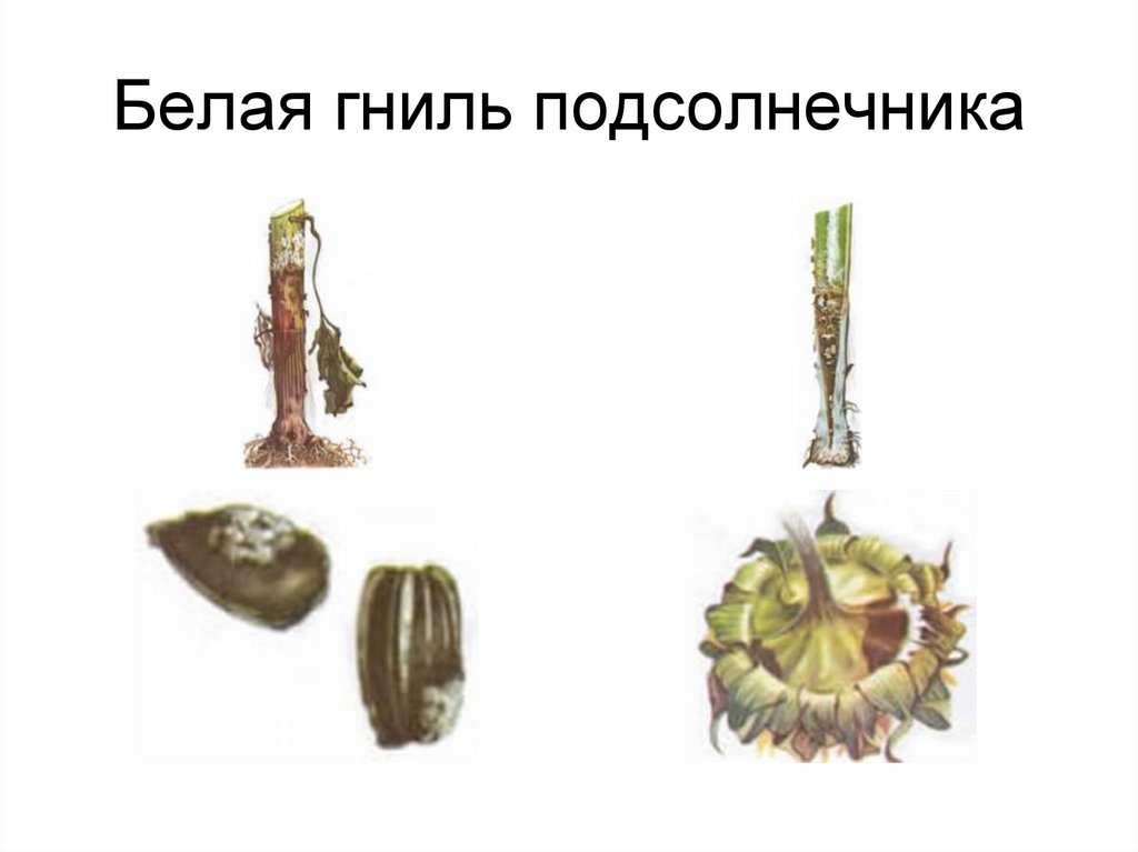 Белая гниль подсолнечника