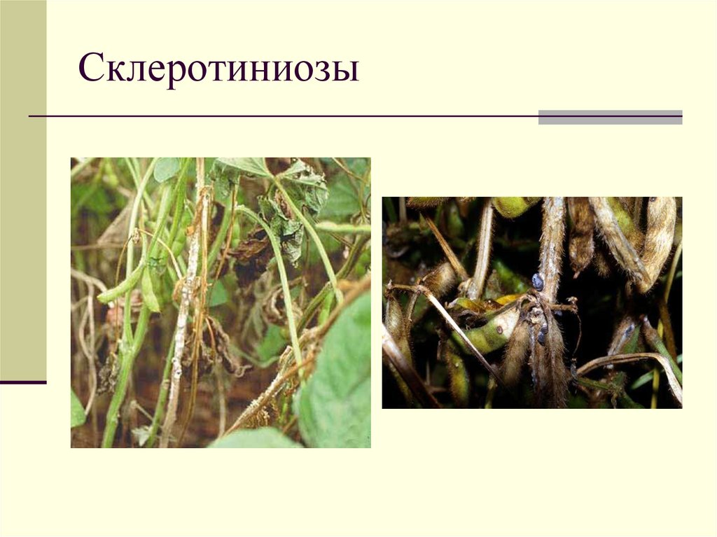 Склеротиниозы