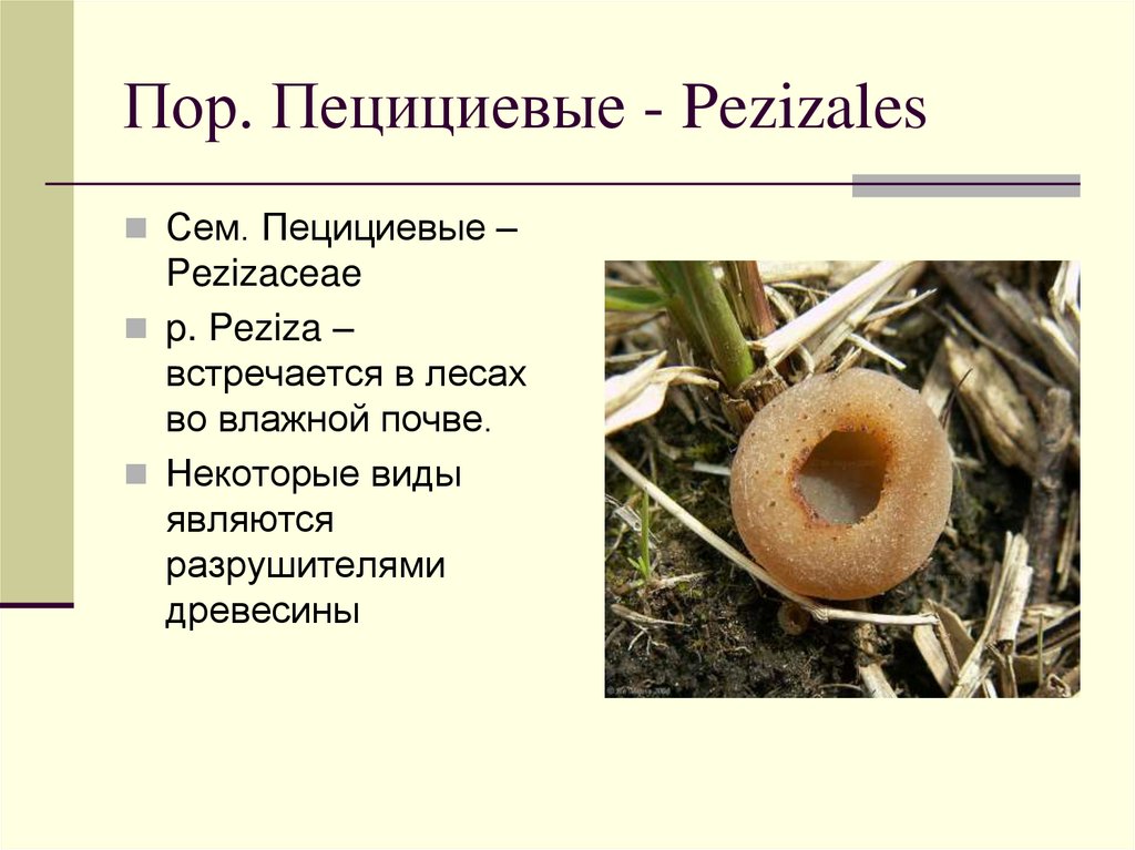 Пор. Пецициевые - Pezizales