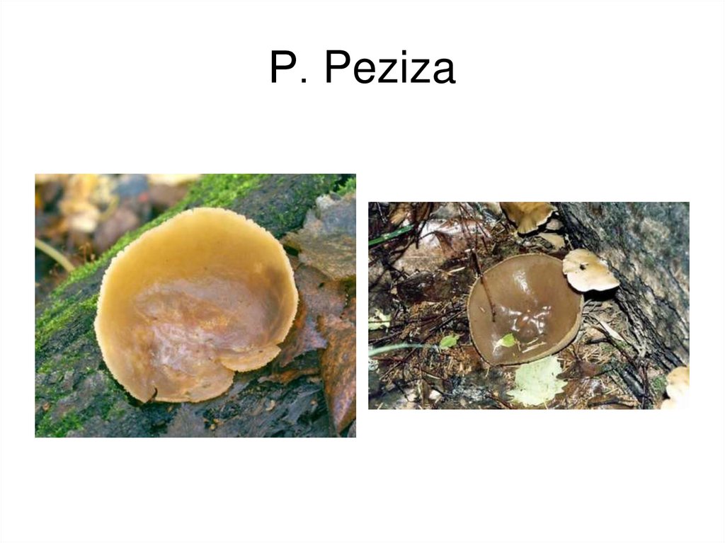 Р. Peziza