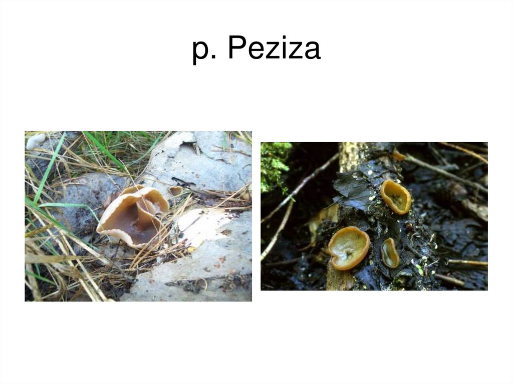 p. Peziza