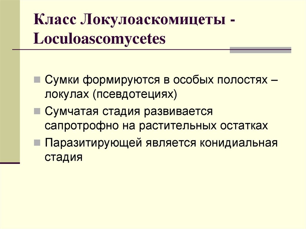 Класс Локулоаскомицеты - Loculoascomycetes