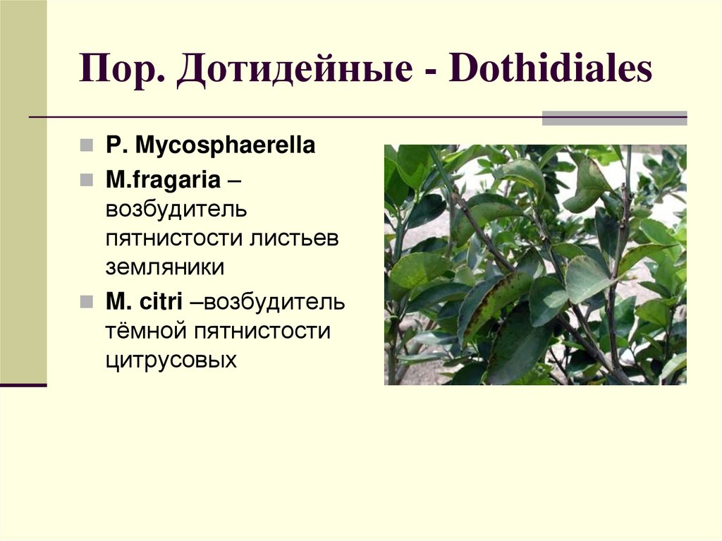 Пор. Дотидейные - Dothidiales