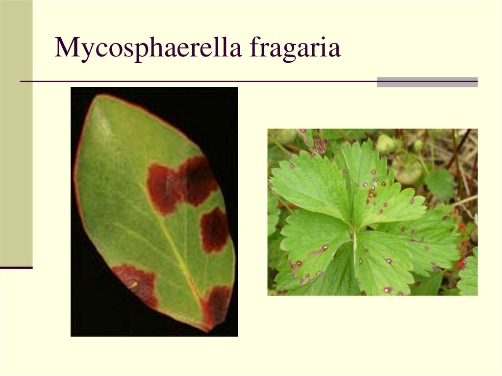 Mycosphaerella fragaria
