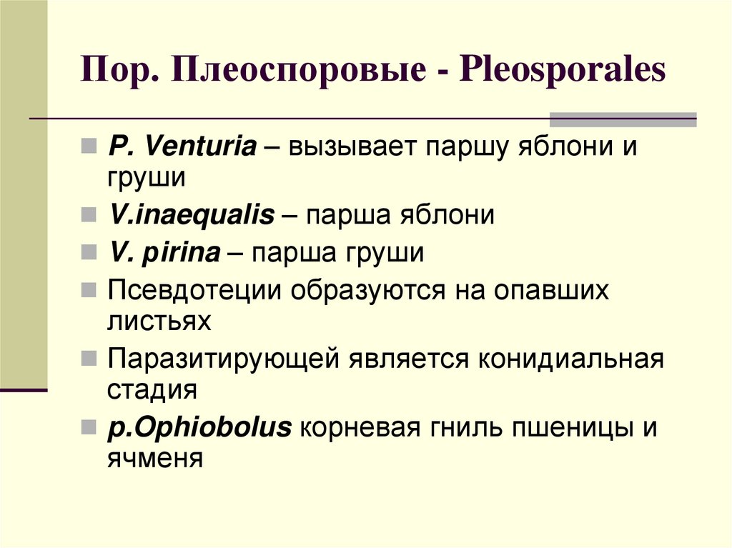 Пор. Плеоспоровые - Pleosporales