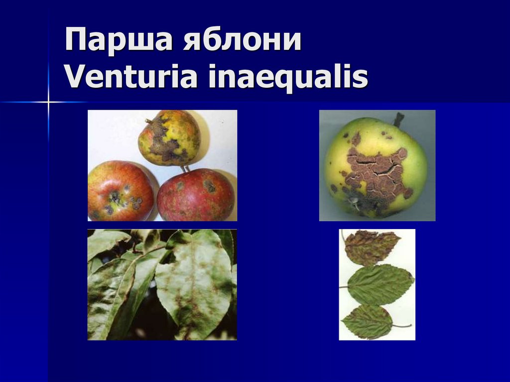 Парша яблони Venturia inaequalis