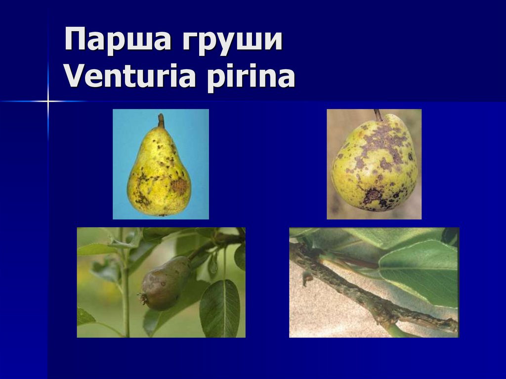 Парша груши Venturia pirina
