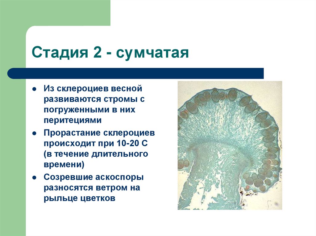 Стадия 2 - сумчатая